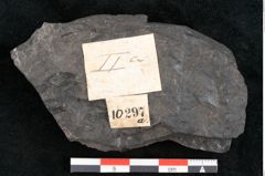 Foto (Detailansicht) von Camptopteris haastii Ettingshausen (NHMW-GEO-2024-0188-10297a)